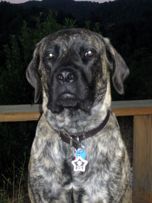 Doggie Style Pet Resort