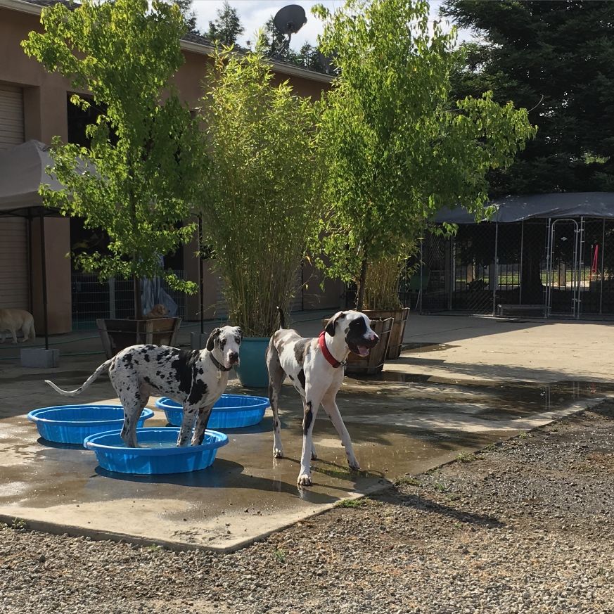 Two dogs standing in a pool of water.