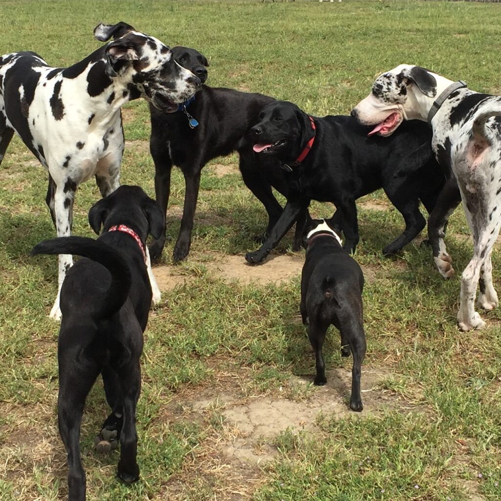 A group of dogs in the grass with one dog biting another.